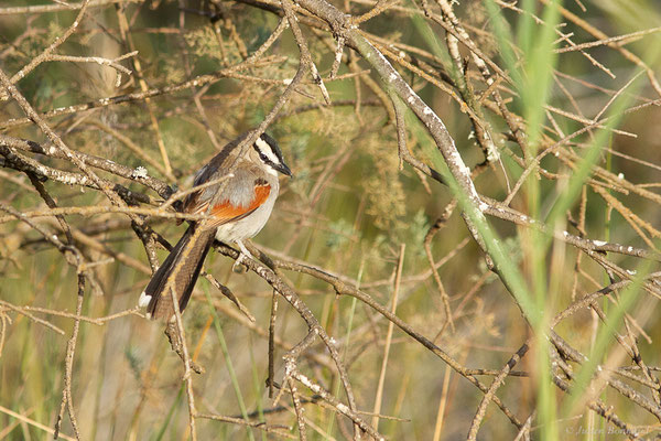 Tchagra à tête noire — Tchagra senegalus (Linnaeus, 1766), (Parc national de Souss-Massa, Sidi Binzarne, Maroc, le 02/02/2023)