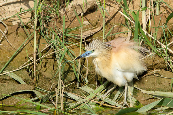 Crabier chevelu — Ardeola ralloides (Scopoli, 1769), (Parc Naturel du Delta de l'Ebre (Catalogne), Espagne, le 07/06/2022)