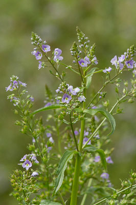 Mouron aquatique — Veronica anagallis-aquatica L., 1753, (Lacq (64), France, le 24/04/2019)