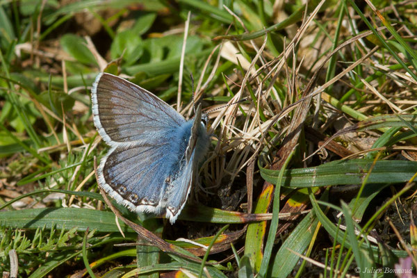 Argus bleu-nacré — Lysandra coridon (Poda, 1761), (Station de ski de Gourette, Eaux-Bonnes (64), France, le 17/09/2021)