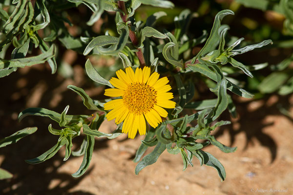 Asteriscus graveolens (Forssk.) Less. (1832), (Safi (Marrakech-Safi), Maroc, le 23/01/2023)