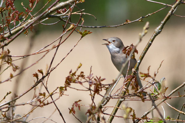 Fauvette grisette — Curruca communis (Latham, 1787), (mâle chanteur), (Saint-Martin-d'Oney (40), France, le 18/04/2025)