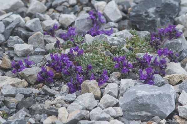 Linaire des Alpes — Linaria alpina (L.) Mill., 1768, (Station de ski de Gourette, Eaux Bonnes (65), France, le 15/06/2020)