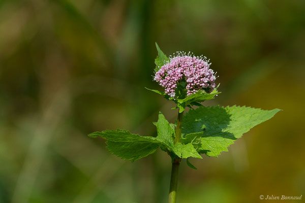 Valériane des Pyrénées — Valeriana pyrenaica L., 1753, (Oloron-Sainte-Marie (64), France, le 21/04/2021)