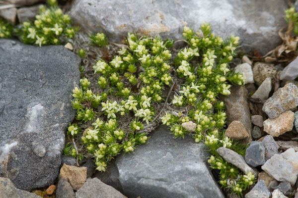 Gaillet des Pyrénées — Galium pyrenaicum Gouan, 1773, (Station de ski de Gourette, Eaux Bonnes (65), France, le 15/06/2020)