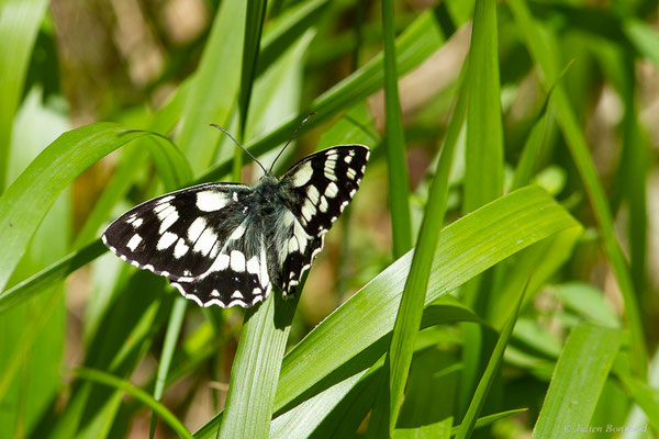 Demi-deuil — Melanargia galathea (Linnaeus, 1758), (Fort du Portalet, Etsaut (64), France, le 28/06/2022)