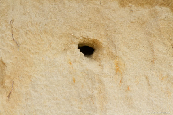 Hirondelle de rivage — Riparia riparia (Linnaeus, 1758)