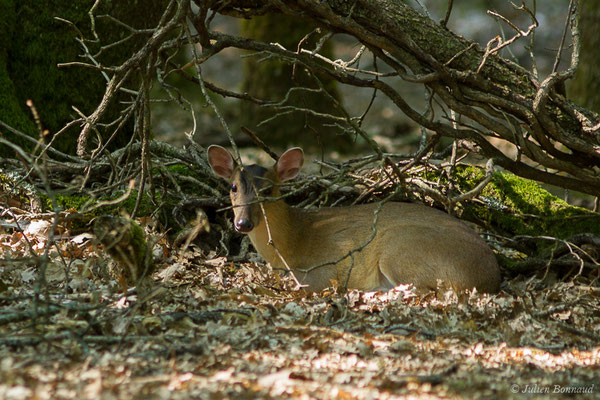 Muntjac de Chine — Muntiacus reevesi (Ogilby, 1839), (Zoodycée, Chizé (79), France, le 12/06/2021)