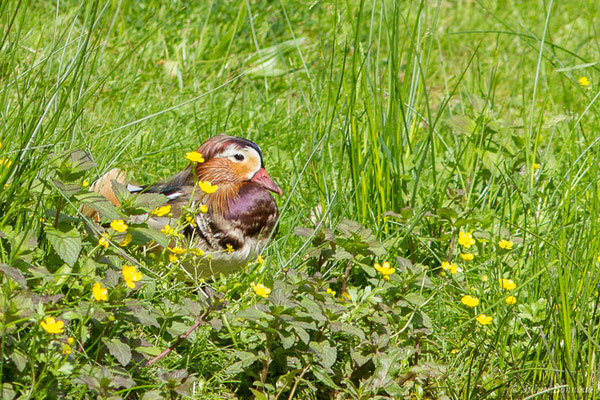 Canard mandarin — Aix galericulata (Linnaeus, 1758), (mâle en mue estivalle), (réserve ornithologique du Teich (33), France, le 23/05/2021)