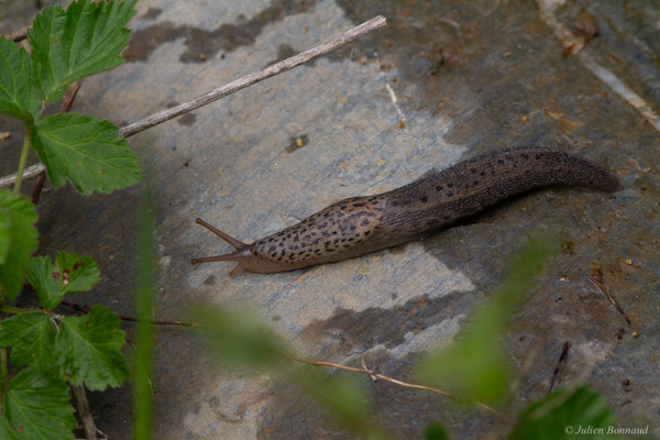 Limace léopard — Limax maximus Linnaeus, 1758