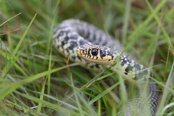 Couleuvre verte et jaune — Hierophis viridiflavus (Lacepède, 1789)
