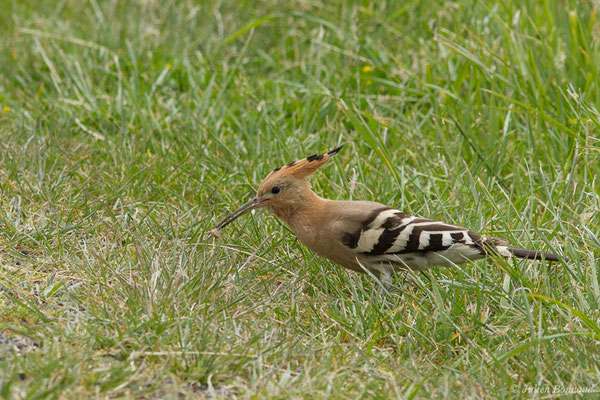 Huppe fasciée — Upupa epops Linnaeus, 1758, (Braud-et-Saint-Louis (33), France, le 09/05/2019)