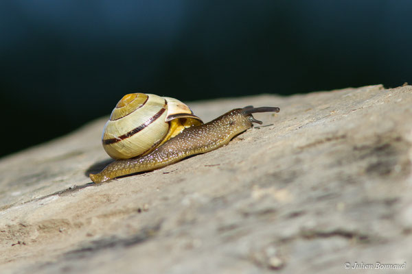 Escargot des haies — Cepaea nemoralis (Linnaeus, 1758)