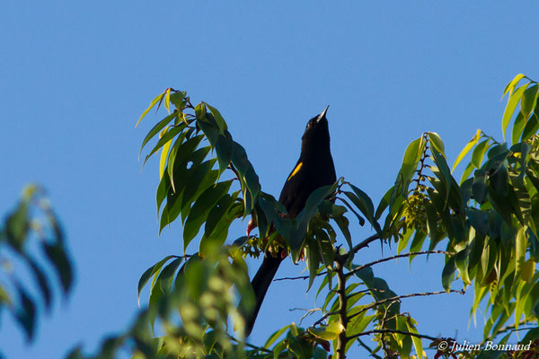 Oriole à épaulettes (Icterus cayanensis) (adulte) (Iracoubo, le 12/07/2016)