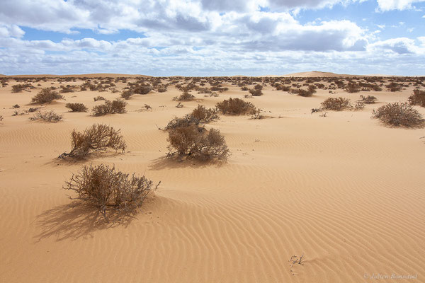 (Tarfaya (Laâyoune-Sakia El Hamra), Maroc, le 02/11/2023)