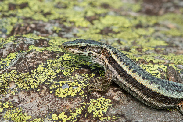 Lézard du Val d'Aran — Iberalacerta aranica (Arribas, 1993)