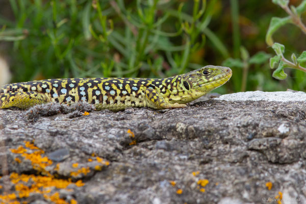 Lézard ocellé — Timon lepidus (Daudin, 1802), (femelle adulte), (Tarnos (64), France), le 05/06/2025)