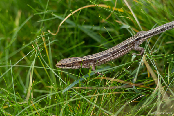 Lézard vivipare de Lantz — Zootoca vivipara louislantzi (Arribas, 2009), (Station de ski de Gourette, Eaux Bonnes (65), France, le 29/07/2020)