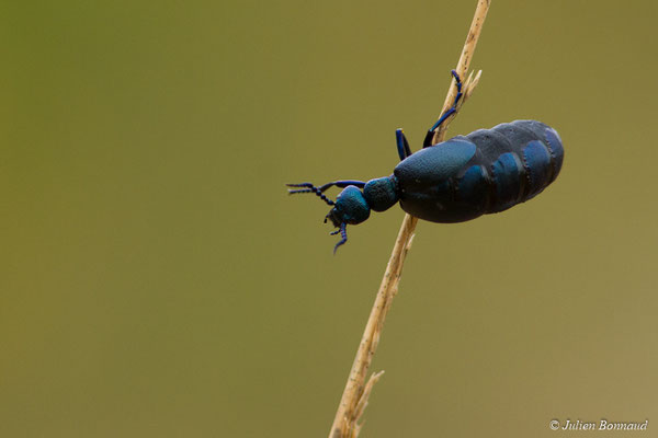 Méloé violet (Meloe violaceus) (Campete-et-Lamolère (40), France, le 04/03/2018)