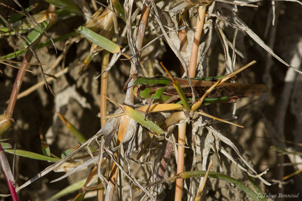 Criquet migrateur — Locusta migratoria (Linnaeus, 1758), (Bidart (64), France, le 09/11/2018)