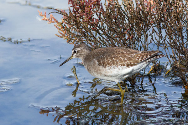 Chevalier sylvain — Tringa glareola Linnaeus, 1758, (Réserve ornithologique du Teich (33), France, le 18/10/2022)
