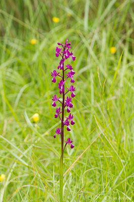 Orchis à fleurs lâches — Anacamptis laxiflora (Lam.) R.M.Bateman, Pridgeon & M.W.Chase, 1997