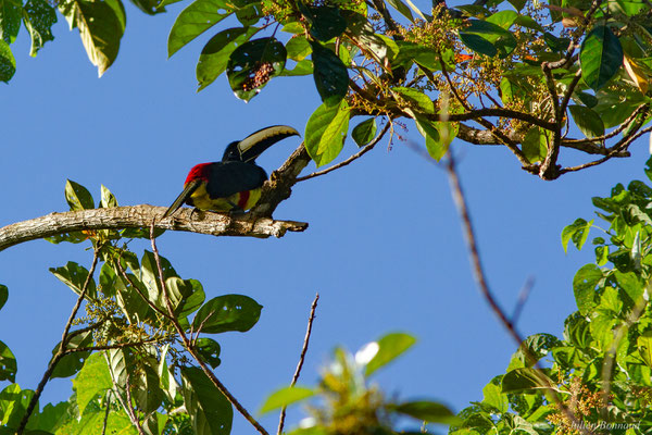 Araçari grigri — Pteroglossus aracari (Linnaeus, 1758), (Petit-Saut, Guyane, le 07/07/2016)