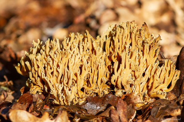 Ramaria flavobrunnescens (G.F.Atk.) Corner, 1950, (Mourenx (64), France, le 21/12/2022)