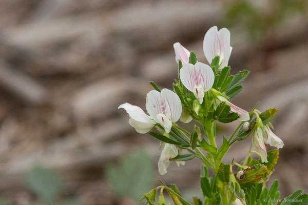 Ononis bifolia Desf.