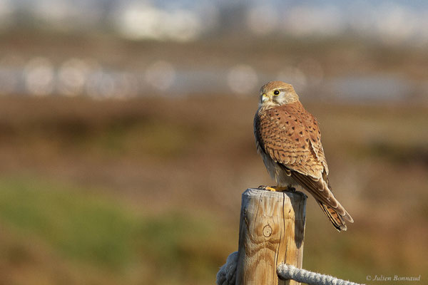 Faucon crécerelle – Falco tinnunculus Linnaeus, 1758, (Parc Naturel du Delta de l'Ebre (Catalogne), Espagne, le 06/02/2022)