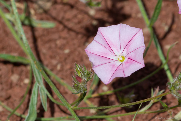 Liseron des monts Cantabriques, Liseron de Biscaye — Convolvulus cantabrica L., 1753
