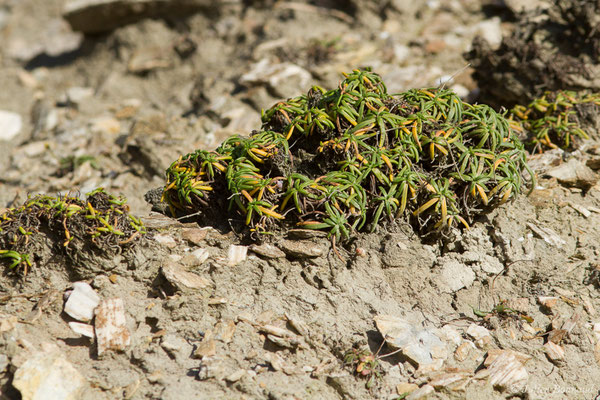 Plantain maritime — Plantago maritima L., 1753, (Bidart (64), France, le 09/11/2018)