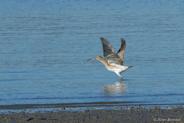 Courlis cendré — Numenius arquata (Linnaeus, 1758), (Baie de Saint-Brieuc, Hillion (22), France, le 11/01/2018)