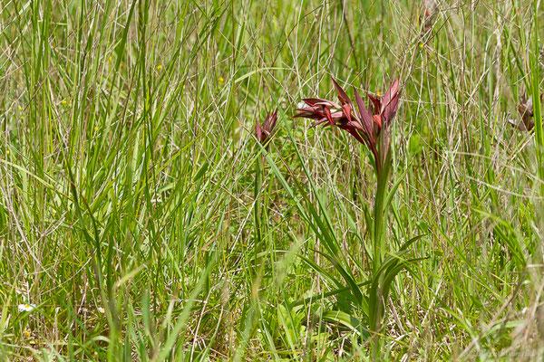 Sérapias à labelle allongé — Serapias vomeracea (Burm.f.) Briq., 1910, (Auch (32), France, le 05/05/2022)