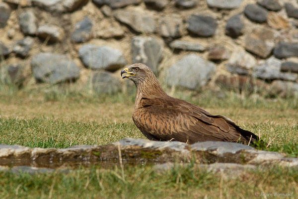 Milan noir – Milvus migrans (Boddaert, 1783), (Donjon des aigles, Baucens (65), France, le 28/08/2022)