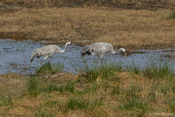 Grue cendrée – Grus grus (Linnaeus, 1758), (réserve des barthes de Saint-Martin-de-Seignanx (64), France, le 19/01/2019)
