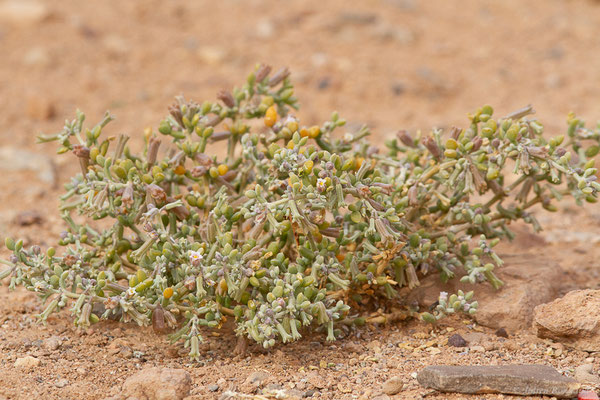 Tetraena gaetula (Emb. & Maire) Beier & Thulin, (Parc national d'Iriqui (Souss-Massa-Draâ, Guelmim-Es Semara), Maroc, le 12/02/2023)