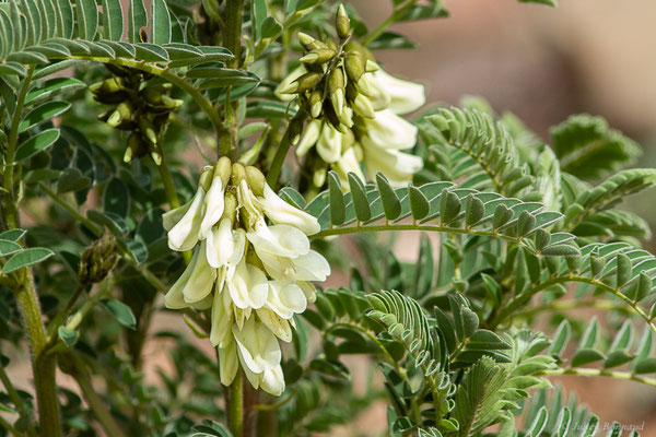 Astragale du Portugal — Erophaca baetica subsp. baetica (L.) Boiss.