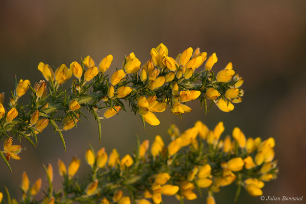 Ajonc d'Europe — Ulex europaeus L., 1753