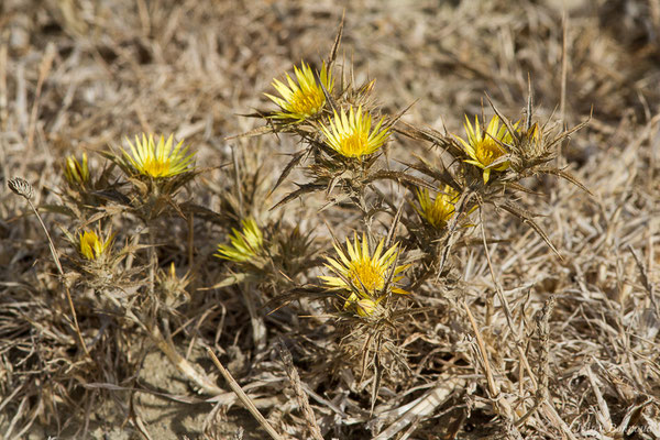 Carline en corymbe — Carlina corymbosa L., 1753