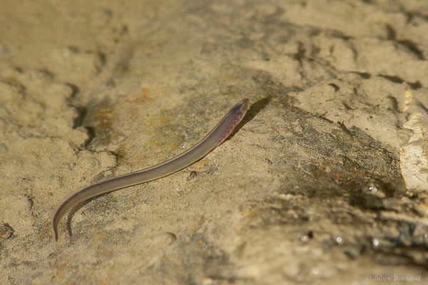 Lamproie de Planer — Lampetra planeri (Bloch, 1784), (Gave de Pau, Lau Balagnas (65), France, le 28/09/2022)