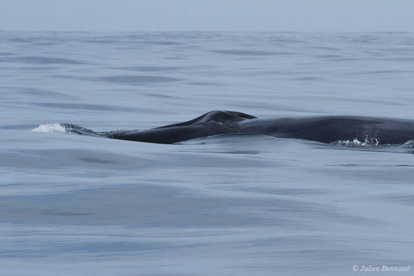 Rorqual commun – Balaenoptera physalus (Linnaeus, 1758), (Sagres (Vila do Bispo), Algarve (Portugal), le 31/08/2018)