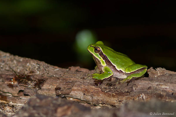 Rainette ibérique – Hyla molleri Bedriaga, 1889, (Tarnos (40), France, le 01/05/2021)
