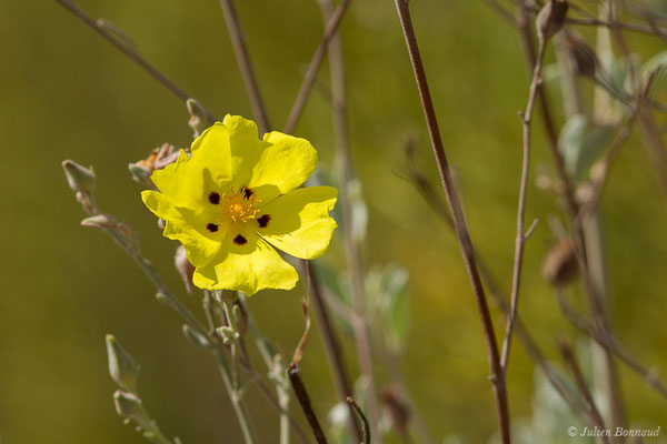 Hèlianthème à feuilles d'Hélianthème ou Ciste jaune — Cistus halimifolius L., 1753, (Parc national de Doñana, El Rocio (Andalousie), le 05/08/2020)