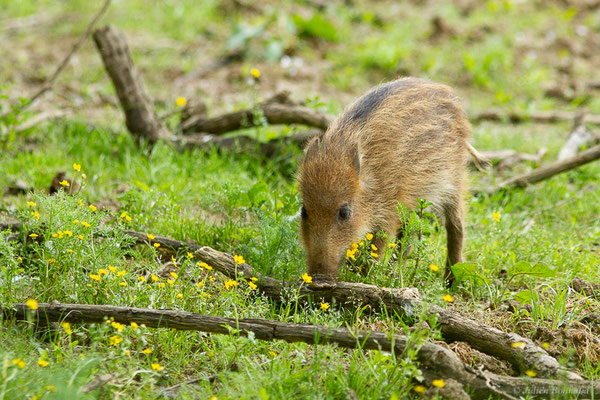 Sanglier — Sus scrofa Linnaeus, 1758, (La Ferme aux Cerfs, Le Houga (32), France, le 10/05/2023)