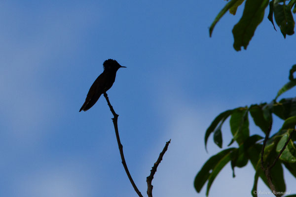 Colibri rubis-topaze — Chrysolampis mosquitus (Linnaeus, 1758)