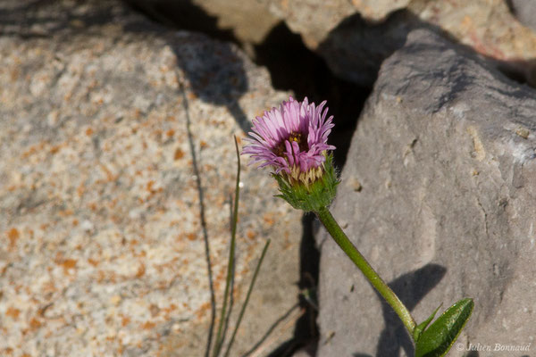 Vergerette à une tête — Erigeron uniflorus L., 1753, (Station de ski de Gourette, Eaux Bonnes (65), France, le 30/07/2020)