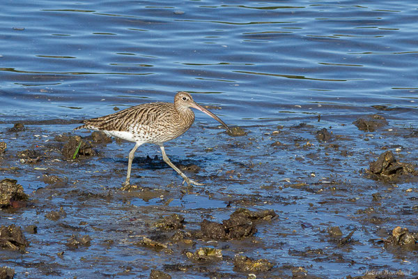 Courlis cendré — Numenius arquata (Linnaeus, 1758), (Parc écologique de Plaiaundi, Irun (Pays basque), Espagne, le 12/11/2022)