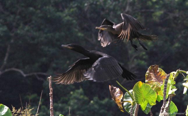 Cormoran olivâtre ou Cormoran vigua — Phalacrocorax brasilianus (Gmelin, 1789), (Marais de Kaw, Guyane, le 24/01/2016)