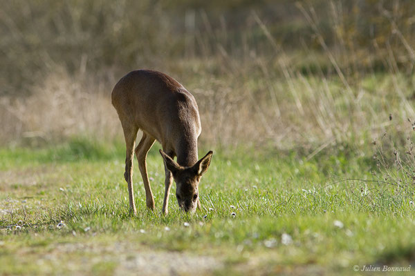 Chevreuil européen — Capreolus capreolus (Linnaeus, 1758), (Braud-et-Saint-Louis (33), le 06/03/2018)